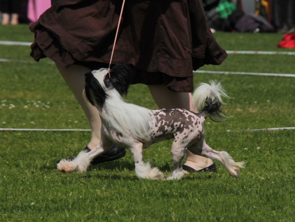 Orero Lovely Champagne Glass