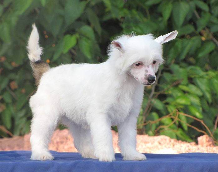 Lapinus Think Different