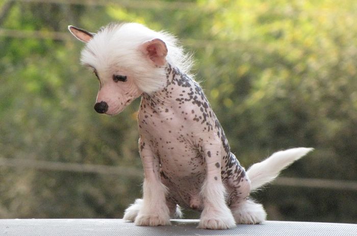 Lapinus Jumpin' Johnny Flash