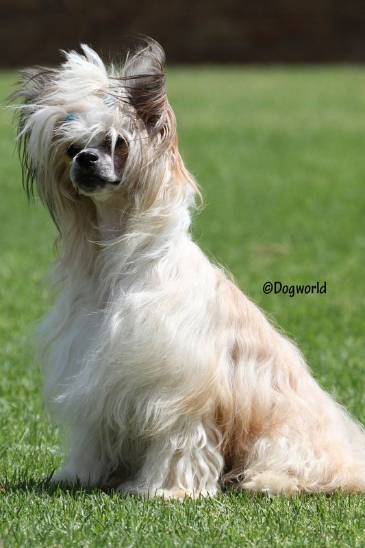Starrstalactite Auora Borealis