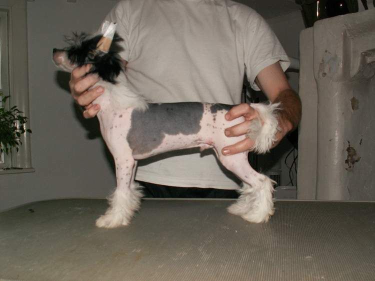 Koynaur's Global Fashion 