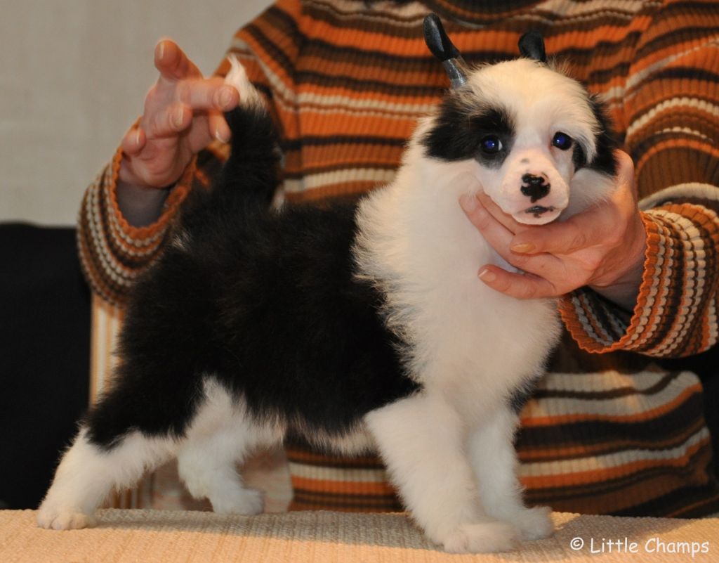 Joyfull Little Champs