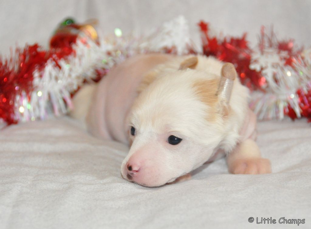 Jolly Dame Little Champs