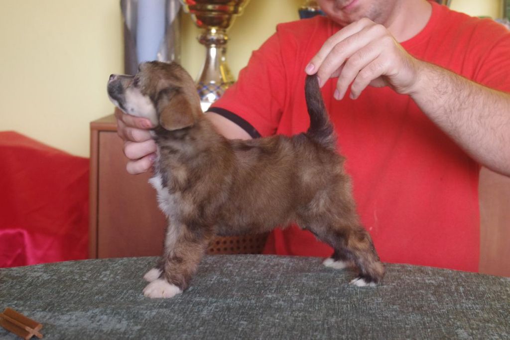 Big Bambi Astarte Gold