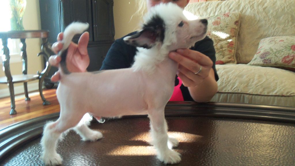 Creekside's Pirate Chaser