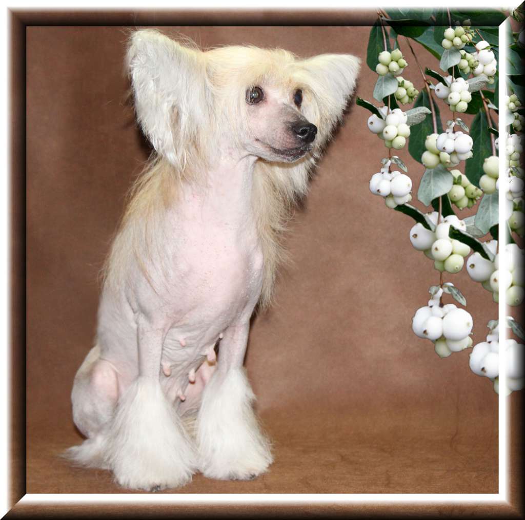 Ingrus Yuventa Graciya