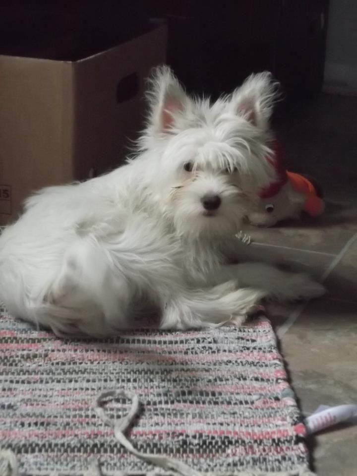 Puha - Luxus Porcelán Fan-Tom