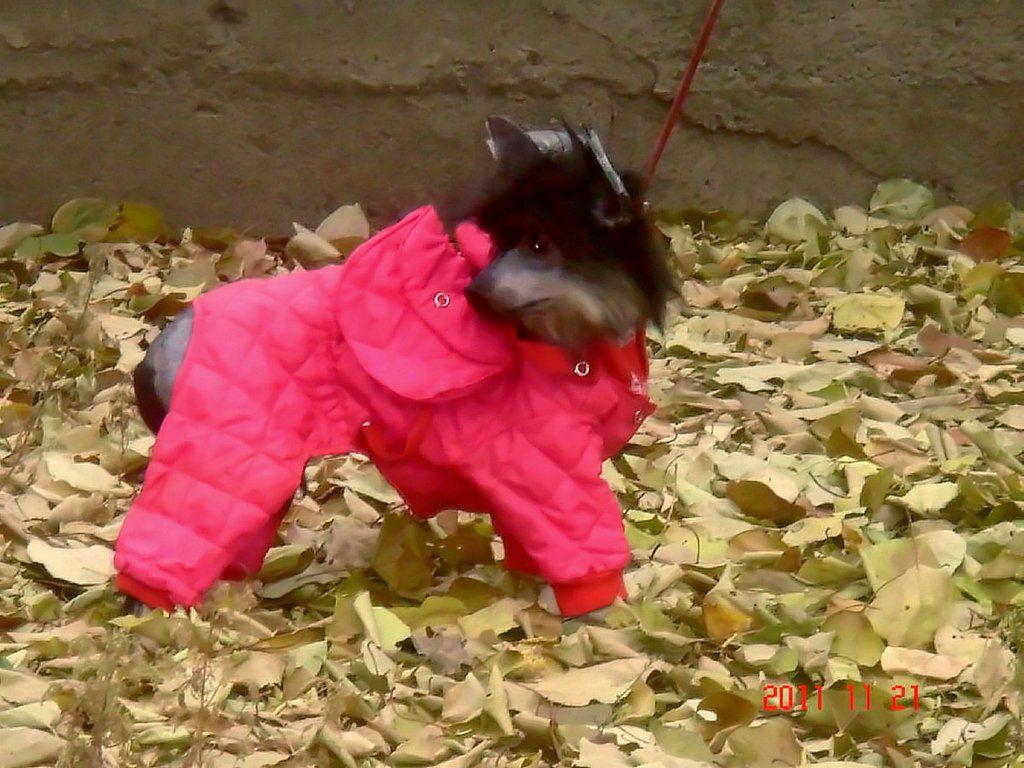 Salina Molosos Gratzi