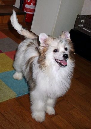 Be My Dog's Vaya Con Dios