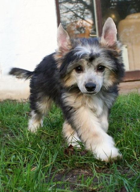 Be My Dog's Vicious Games