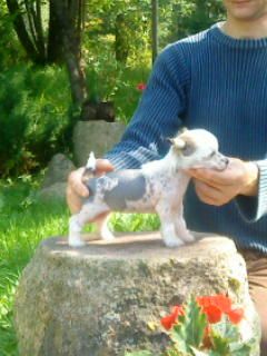 Divina Flora Imperija