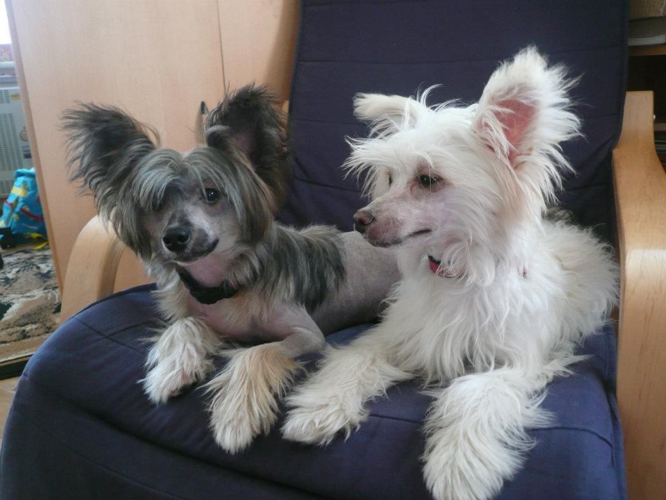 Ballantine's Soncco Cua