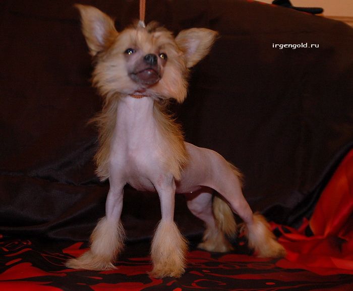 Irgen Gold  Laura Biagiotti