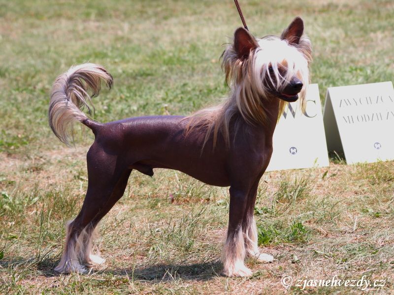 Zippo z Jasne hvezdy