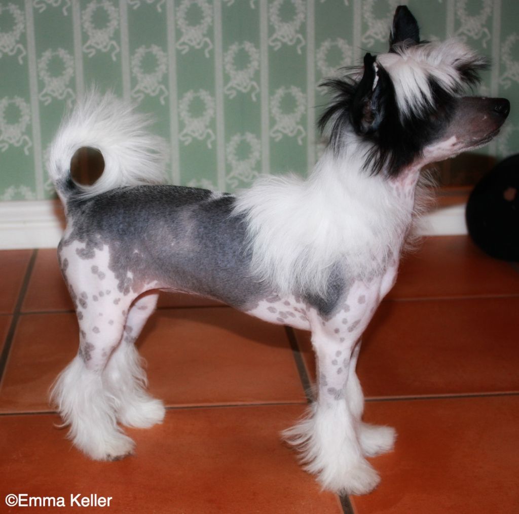 Baby Pearl Odd Molly