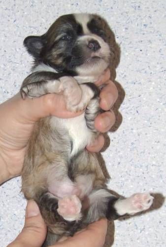 Hogord Uilliam Von Drake