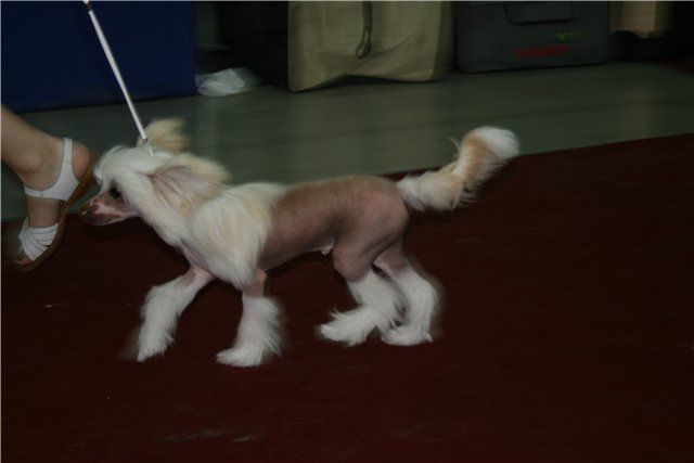 Sky Miracle Lemonade Joe