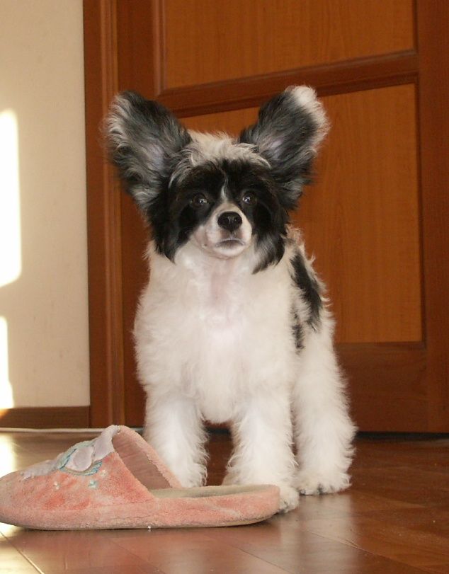 Sky Miracle Luigi Vampa