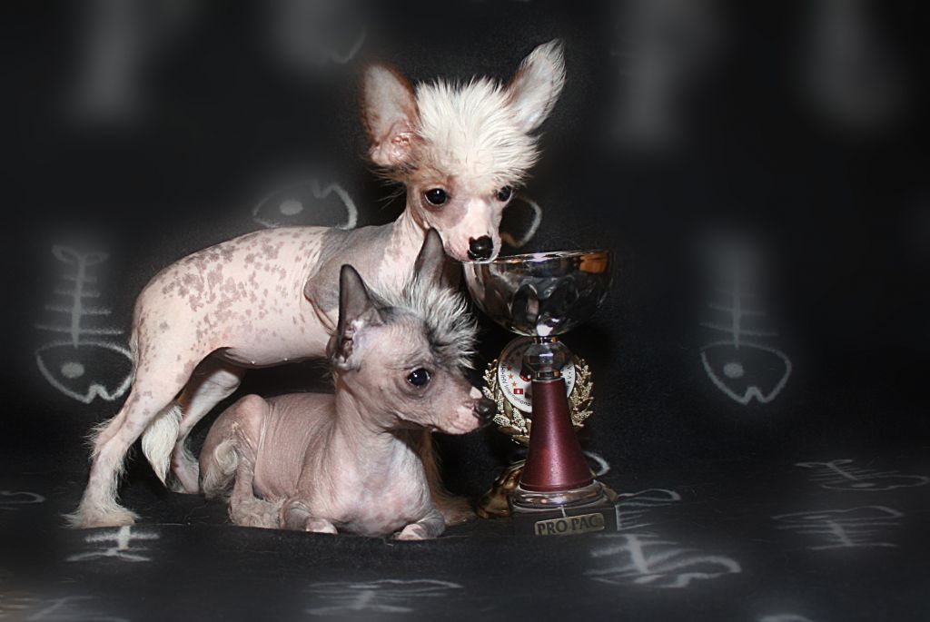 Inki Pinky Fanki Sarbona