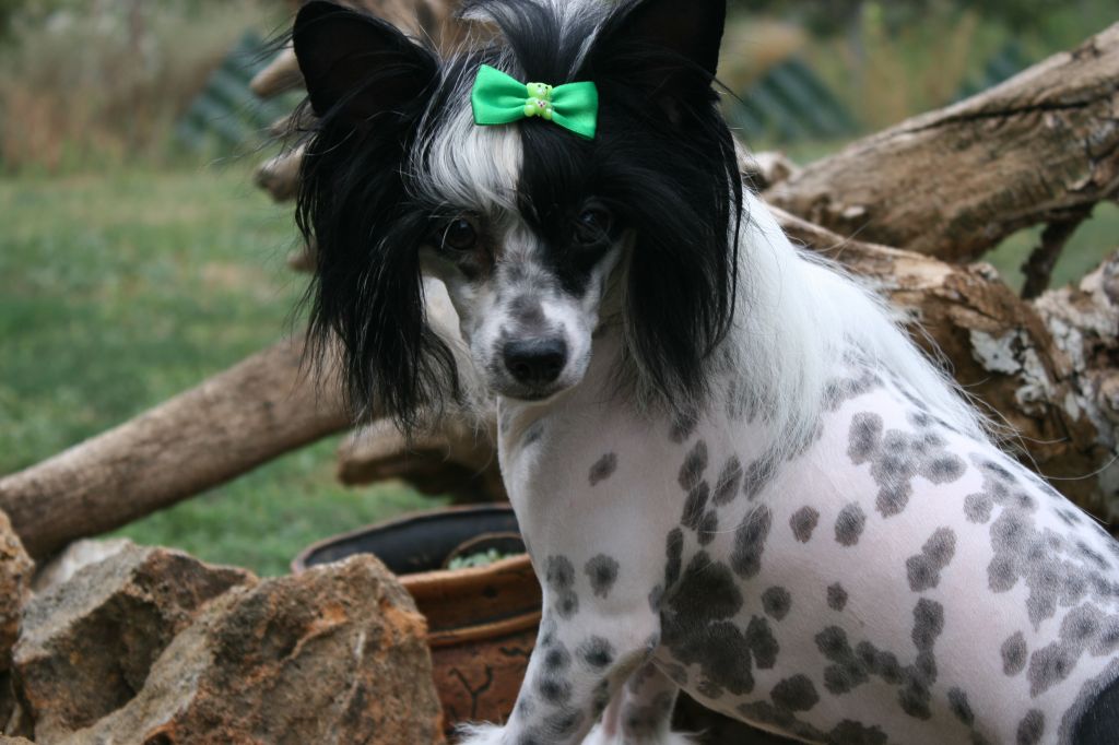 Diamond Twilight de Fageiro