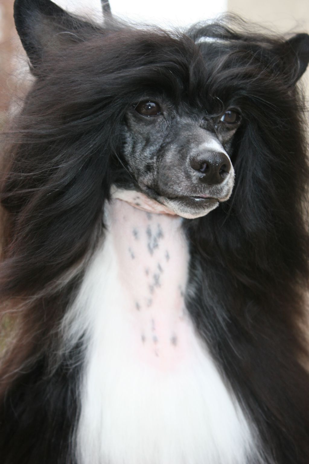 Dark Messiah de Fageiro