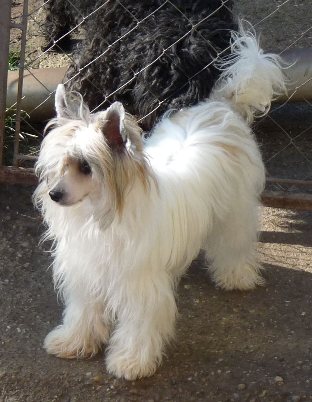 Fundoklia-völgyi Kaszanics Milly Mia