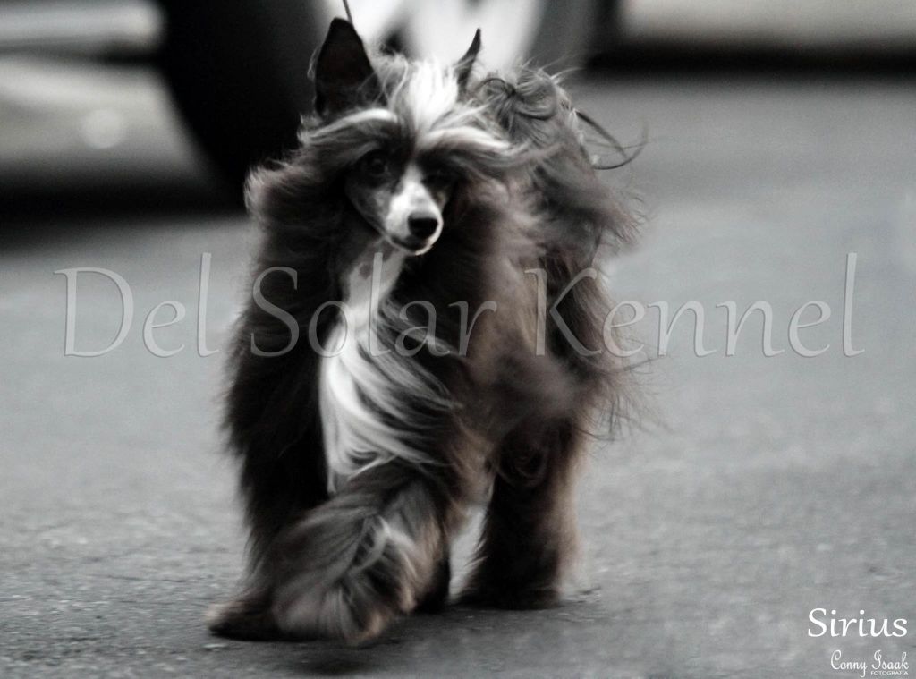 Sirius Black (solares)