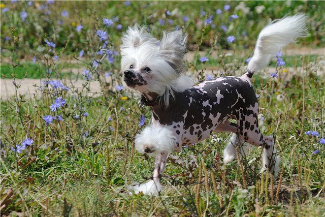 Tayna Chervonaya Dama