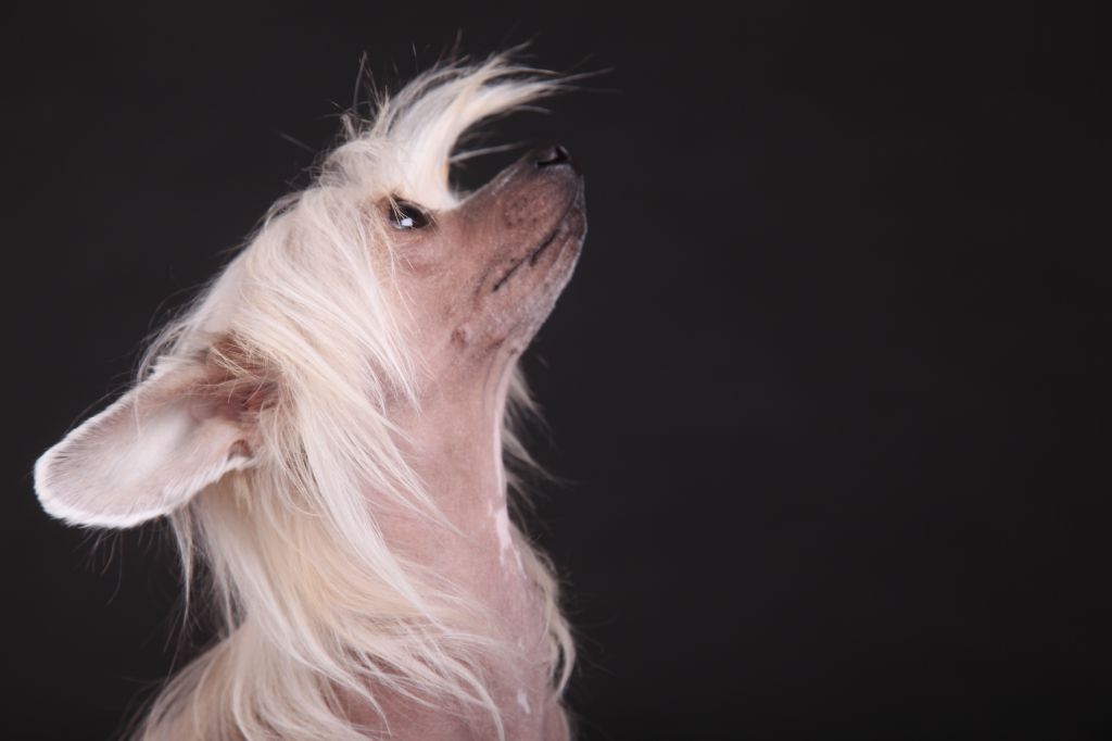 Yunona Kallista Olivia Infanta