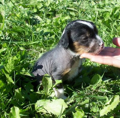 Stan Royal Diamond Iz Strani Cvetov 