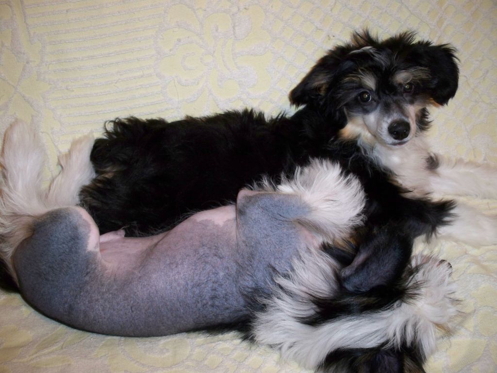 Stella Snowflake Iz Strani Cvetov 