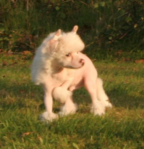 Nectar of clouds de Almamasan