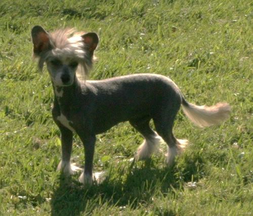 Lonely heart de Almamasan