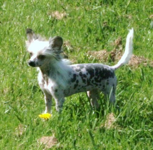 Lady of stars de Almamasan