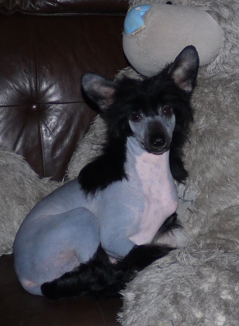 Funny Flinstone Little Charmings