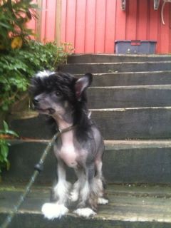 Lintika's Champ Noir