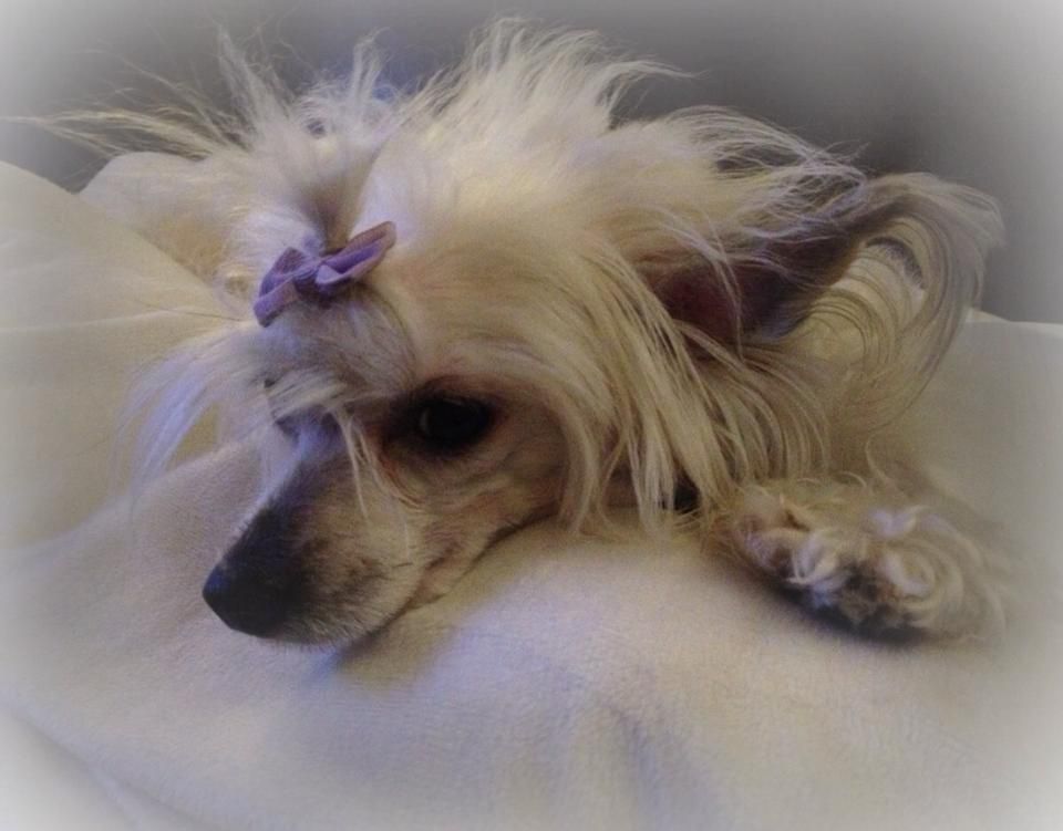 Lintika's C'Est La Vie