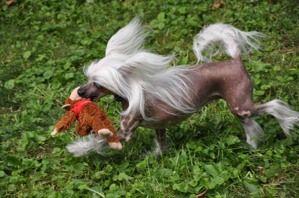 Viktory Sprint Samanta Toy