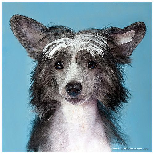 Kamrel Gallant Stallion