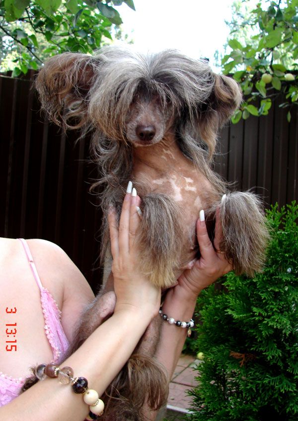 Vellar Pljus Karamel v Shokolade