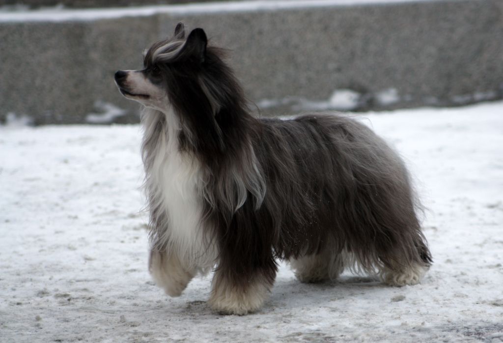 My Lucky Love Garden Rose