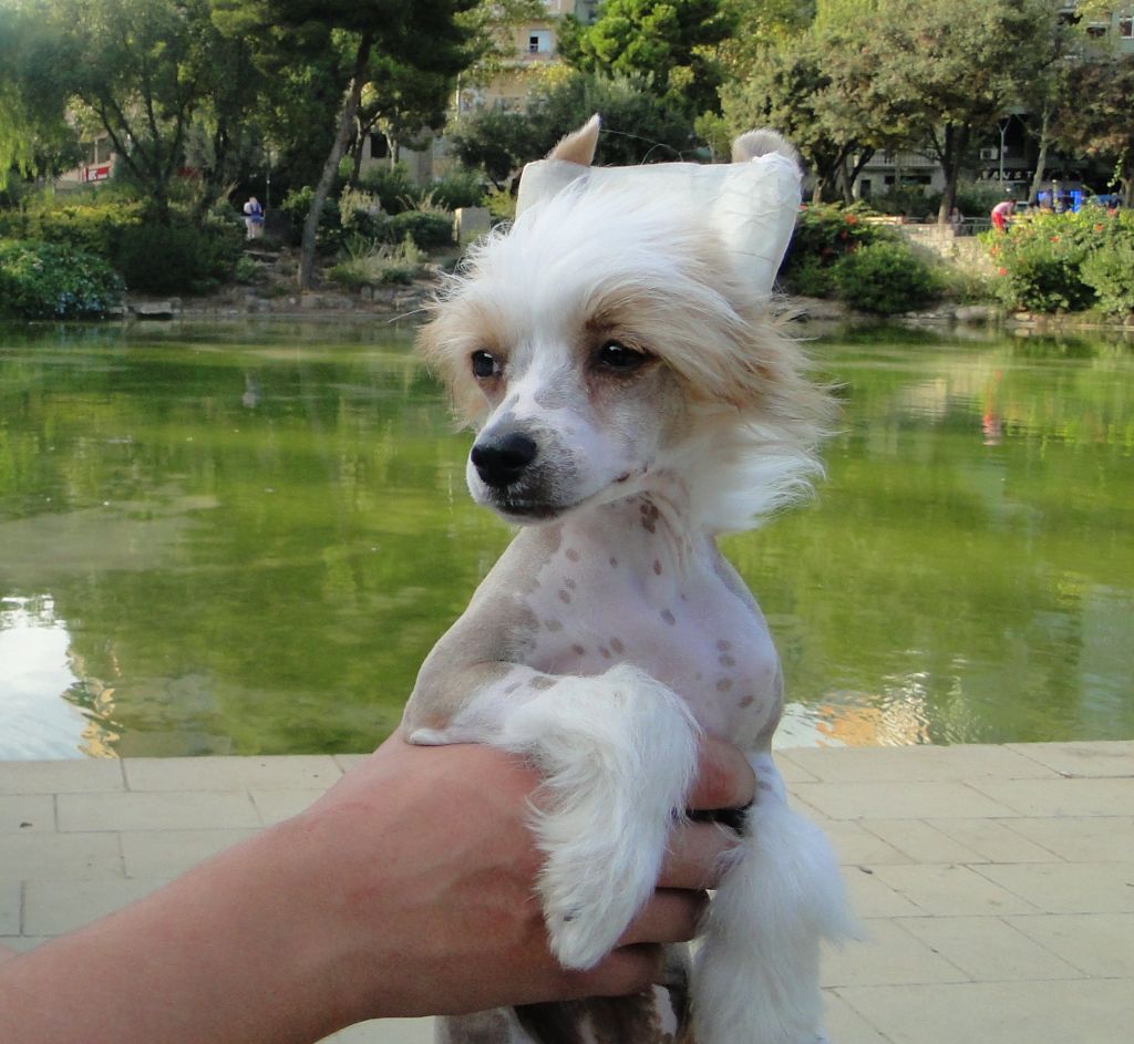 Monalisa from Goldhunter Angel's