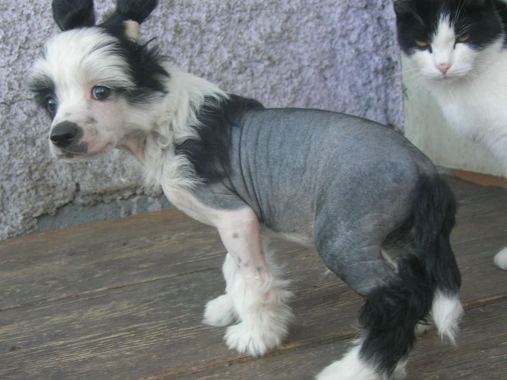 Rovanni Djekattolo Ygo