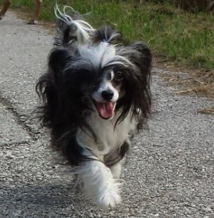 Yunao's Hamara Naoko Bara