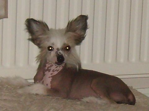 Konishiki Kinda Wunderful