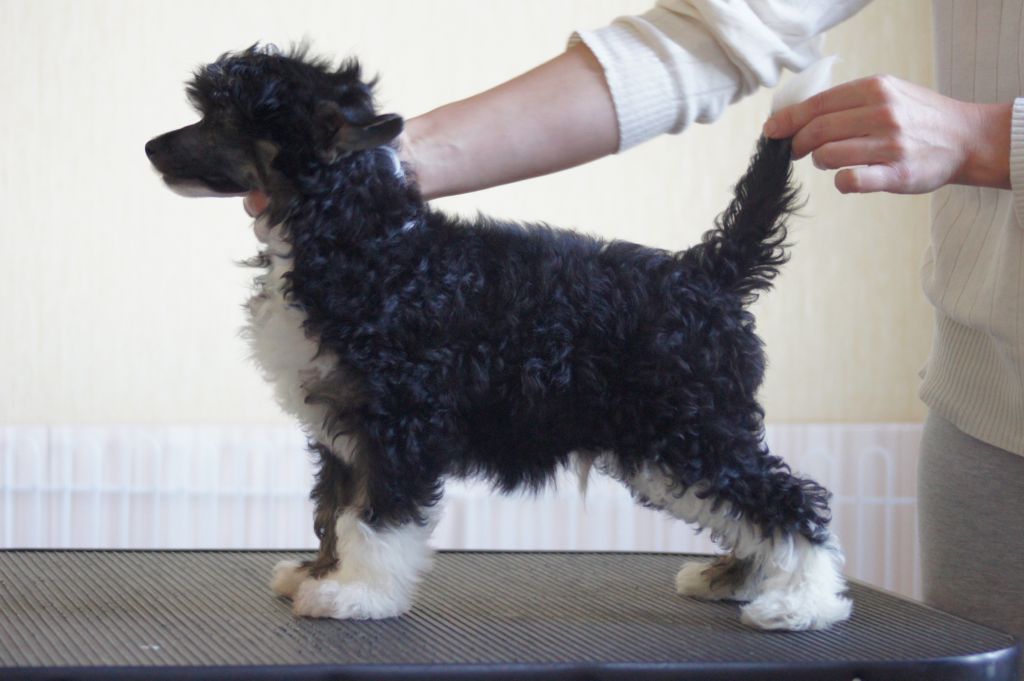 Landkris Black Diamond