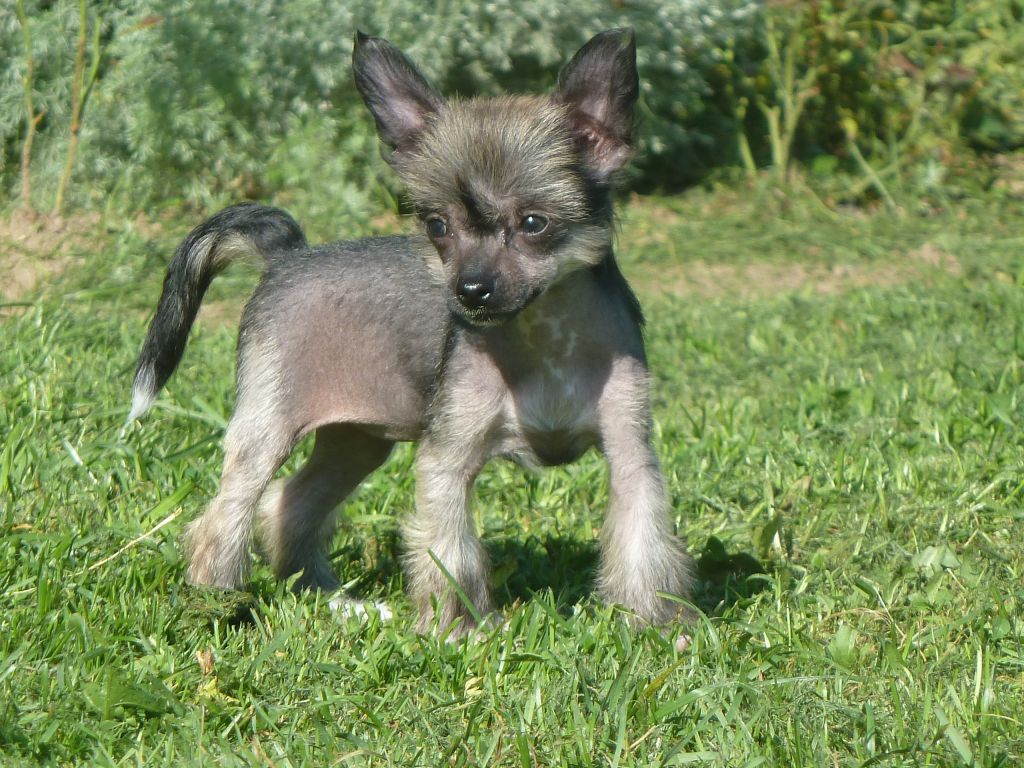 Landkris Belle Dancing Dream