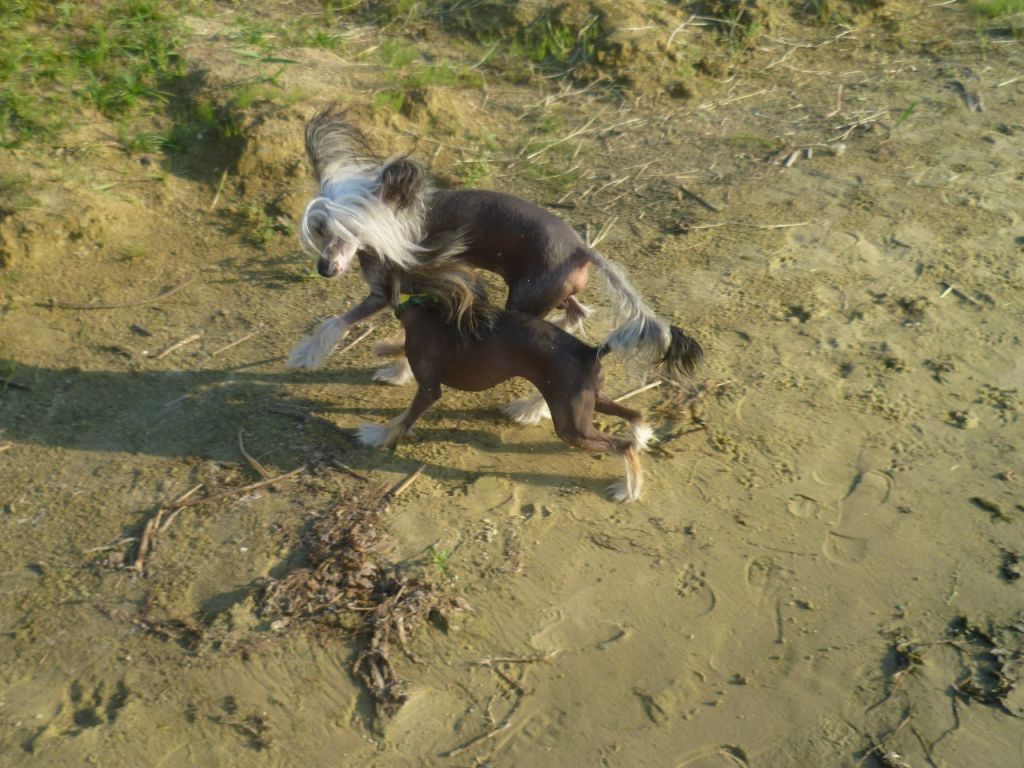 Landkris Brigitta The Great 