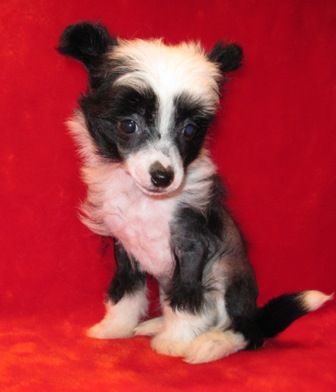 Irosava Igrushechnyj Malchik