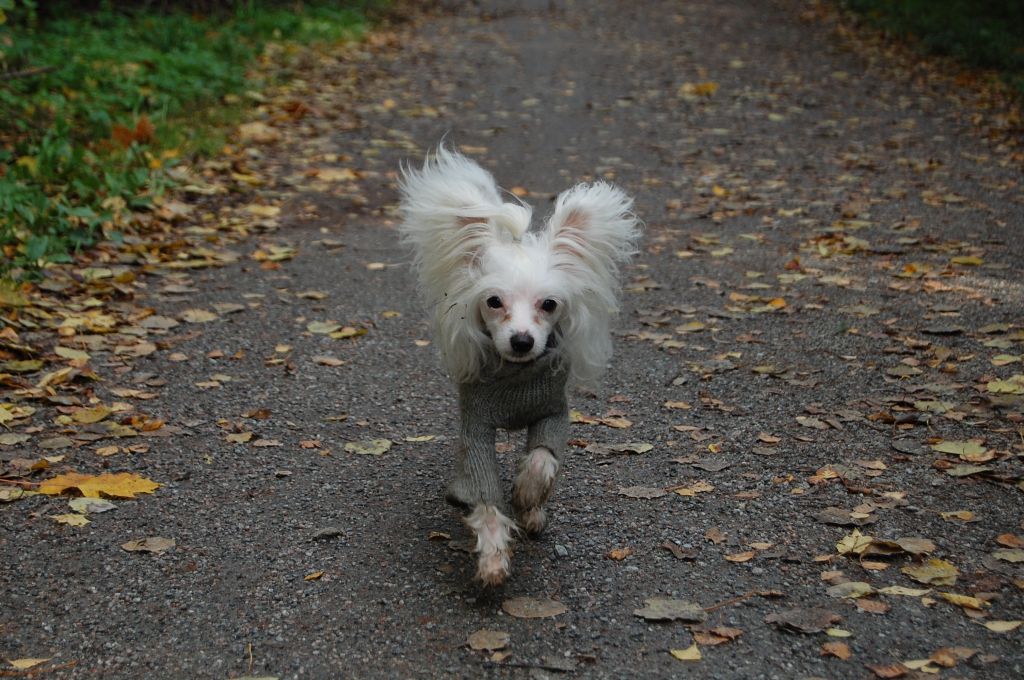 Joyway's Angel Of Love